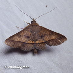 Hypospila bolinoides