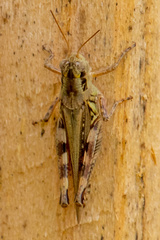Melanoplus keeleri