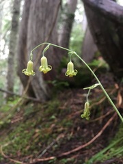 Anticlea occidentalis