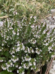 Euphrasia frigida