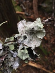 Platismatia norvegica