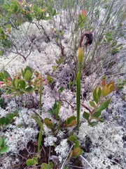 Arethusa bulbosa