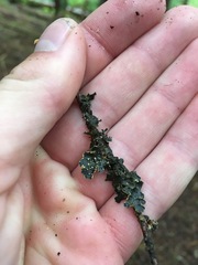 Pseudocyphellaria citrina