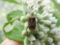 Harmostes fraterculus