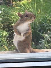 Sciurus carolinensis