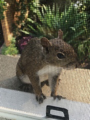 Sciurus carolinensis