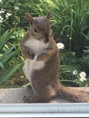 Sciurus carolinensis