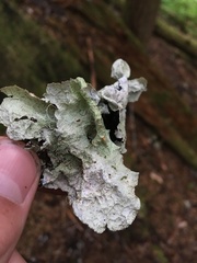 Platismatia norvegica