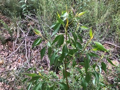 Codonocarpus attenuatus