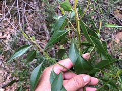 Codonocarpus attenuatus
