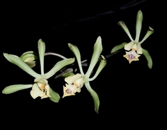 Encyclia alata