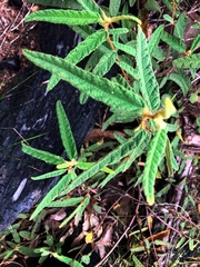 Seringia corollata