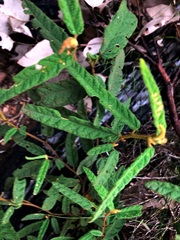 Seringia corollata