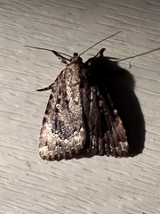 Amphipyra pyramidoides