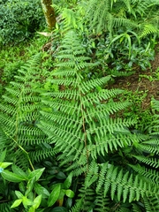 Hypolepis polypodioides
