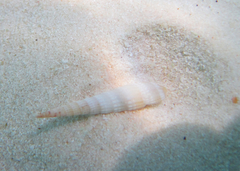 Terebrinae