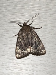 Amphipyra pyramidoides