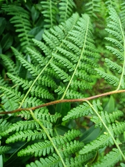 Hypolepis polypodioides