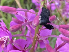 Proserpinus flavofasciata