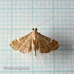 Cangetta hartoghialis