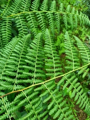 Hypolepis polypodioides