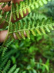 Hypolepis polypodioides