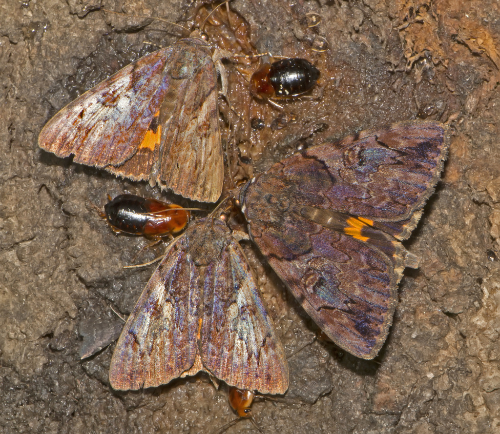 Little Wife Underwing