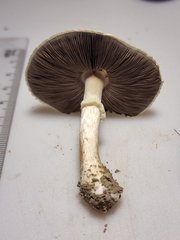 Agaricus auricolor