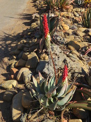 Aloe petricola