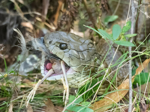 Tiger Snake sighting