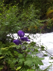 Aconitum delphiniifolium