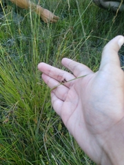 Rhynchospora modesti-lucennoi