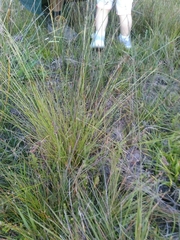 Rhynchospora modesti-lucennoi