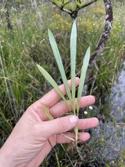 Dichanthelium nudicaule