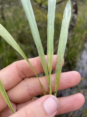 Dichanthelium nudicaule