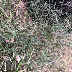 Maireana microphylla