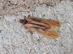 Platycentropus radiatus