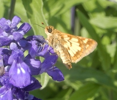Polites peckius