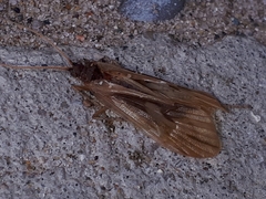 Platycentropus radiatus