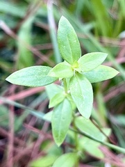 Edrastima uniflora