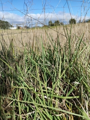 Dianella amoena