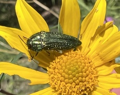 Acmaeodera resplendens