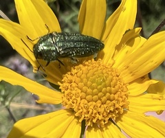 Acmaeodera resplendens