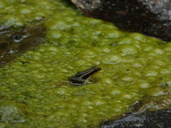 Epipedobates machalilla