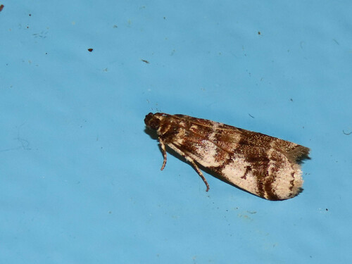 Leaf Crumpler Moth and Allies photo 4