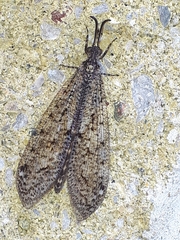 Brachynemurus nebulosus