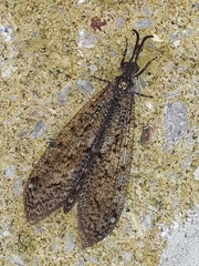 Brachynemurus nebulosus