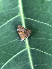 Choreutis achyrodes
