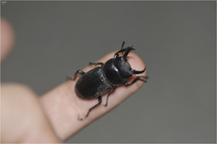 Dorcus rectus rectus