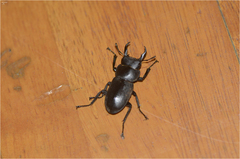 Dorcus rectus rectus